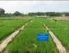Ảnh hưởng của quản lý rơm rạ và tưới nước đến năng suất lúa