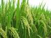Ảnh hưởng của liều lượng và dạng phân đạm đến năng suất lúa