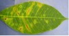 Nấm gây bệnh rụng lá Corynespora trên cây cao su